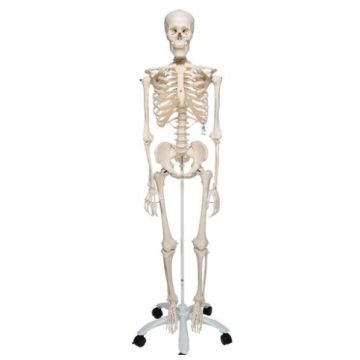3B Human Skeleton Model on stand (1.76 M Tall)