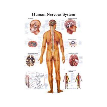 Rüdiger Anatomie Human Nervous System Chart