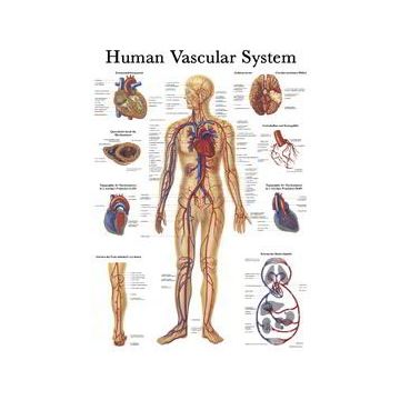 Rüdiger Anatomie Human Nervous System Chart