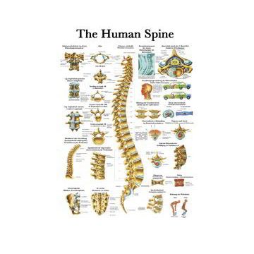 Rüdiger Anatomie Human Spine Chart