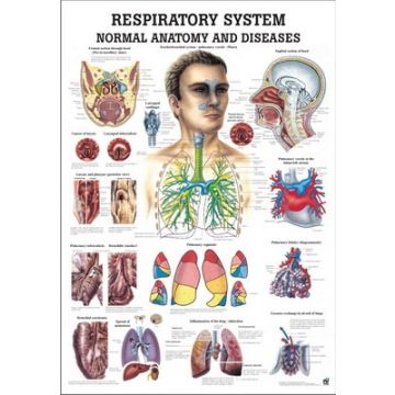 Rüdiger Anatomie Human Respiratory System Chart
