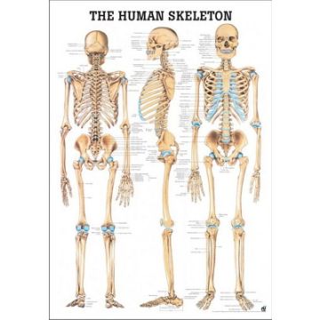 Rüdiger Anatomie Human Skeleton Chart