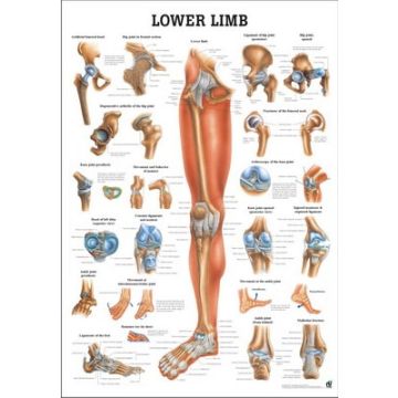 Rüdiger Anatomie Human Lower Limb Chart