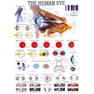 Rüdiger Anatomie Human Eye Anatomical Chart