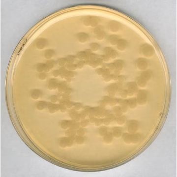 Merck Millipore Tryptic Soy Agar - Dehydrated Culture Media for Microbiology (500g Pack)