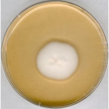 Merck Millipore Sabouraud Dextrose Agar for Microbiology (500g Pack)