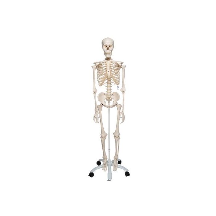 3B Human Skeleton Model on stand (1.76 M Tall)