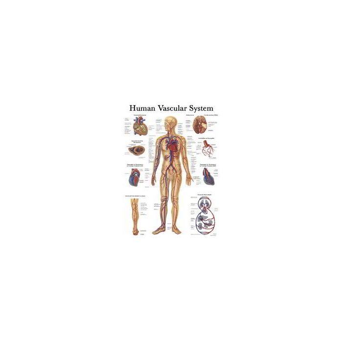 Rüdiger Anatomie Human Nervous System Chart