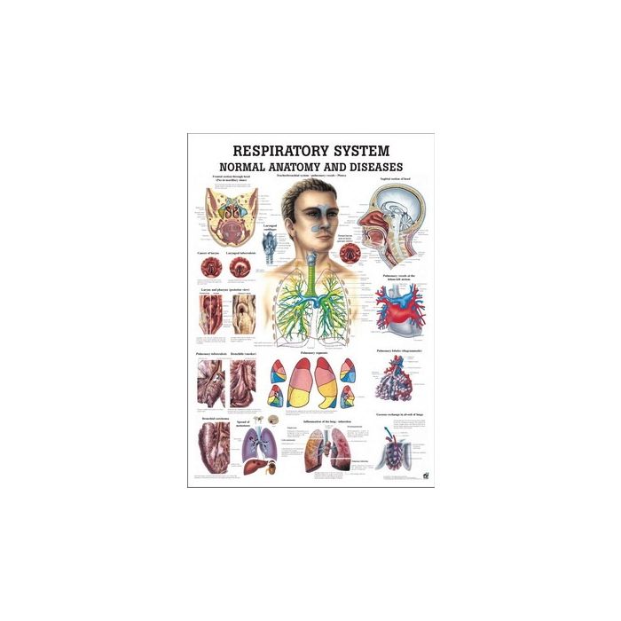 Rüdiger Anatomie Human Respiratory System Chart