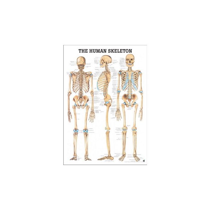 Rüdiger Anatomie Human Skeleton Chart