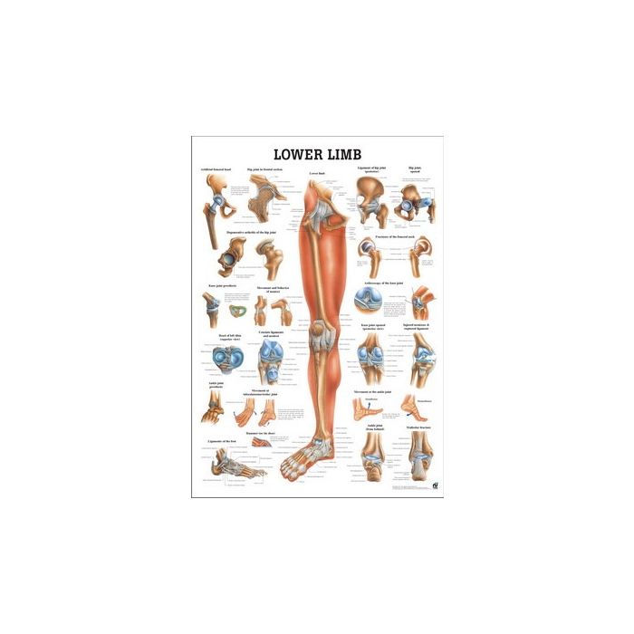 Rüdiger Anatomie Human Lower Limb Chart