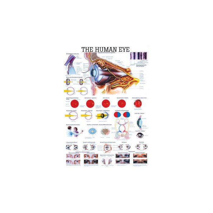 Rüdiger Anatomie Human Eye Anatomical Chart