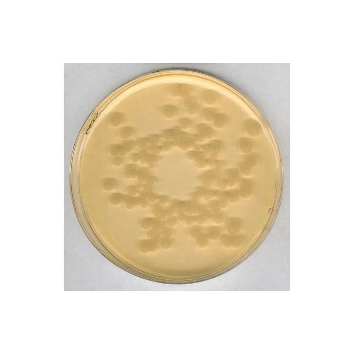 Merck Millipore Tryptic Soy Agar - Dehydrated Culture Media for Microbiology (500g Pack)