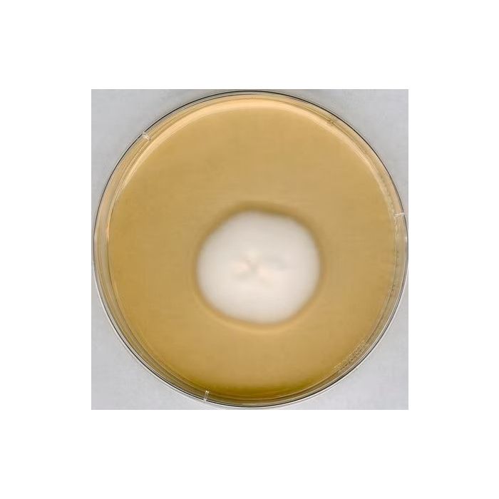 Merck Millipore Sabouraud Dextrose Agar for Microbiology (500g Pack)